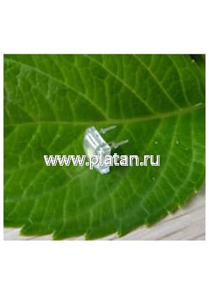 BL-FL760RPGC, Светодиод "Пиранья" зеленый 160" 5000мКд 525нМ (Ultra Pure Green)